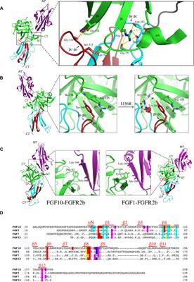 Structural Biology of the FGF7 Subfamily